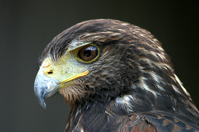 Wüstenbussard