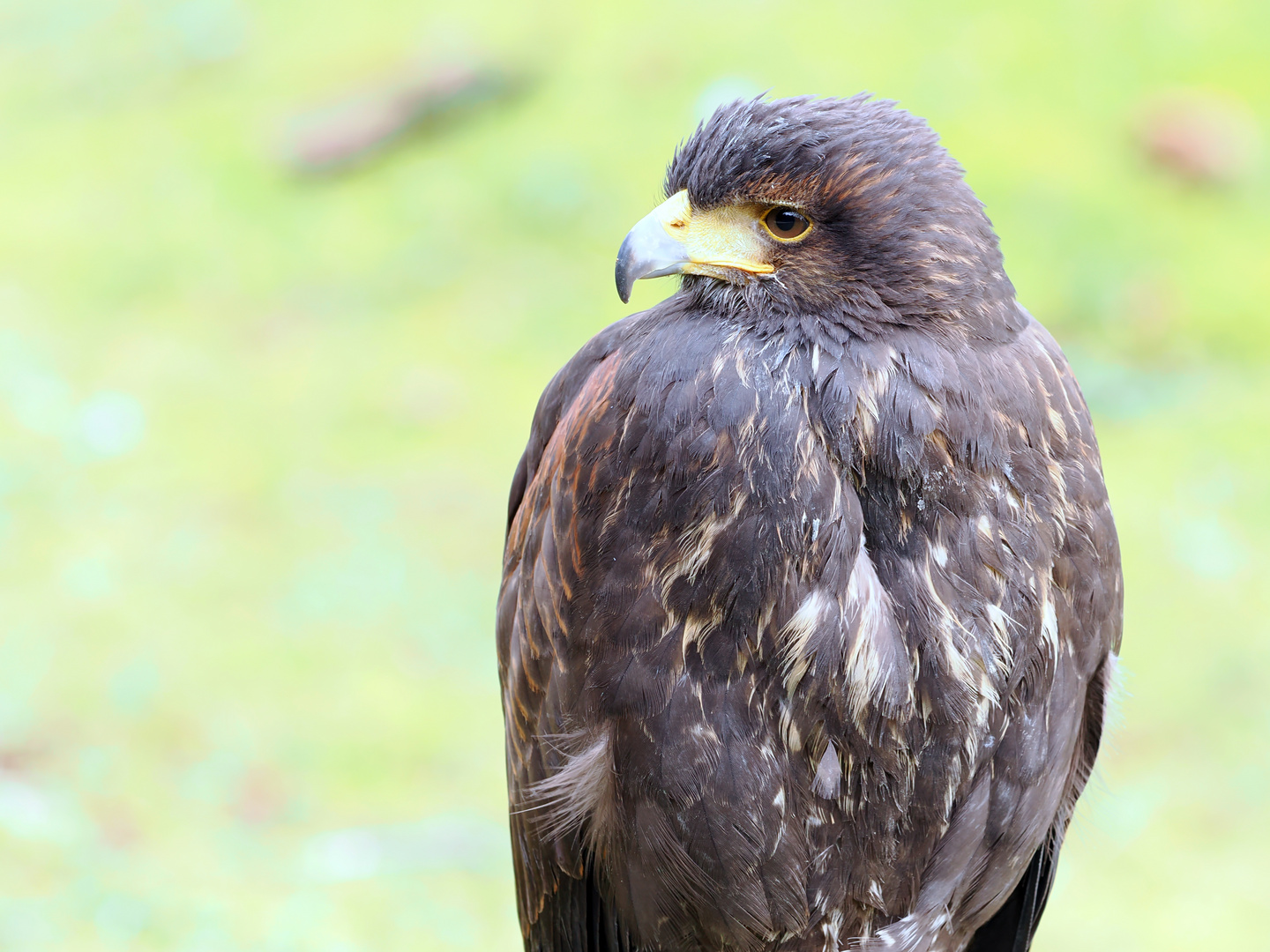  Wüstenbussard