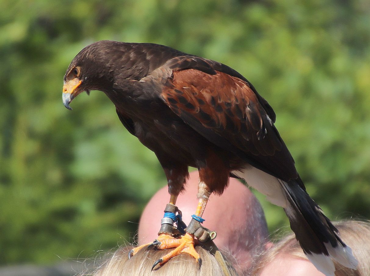 Wüstenbussard