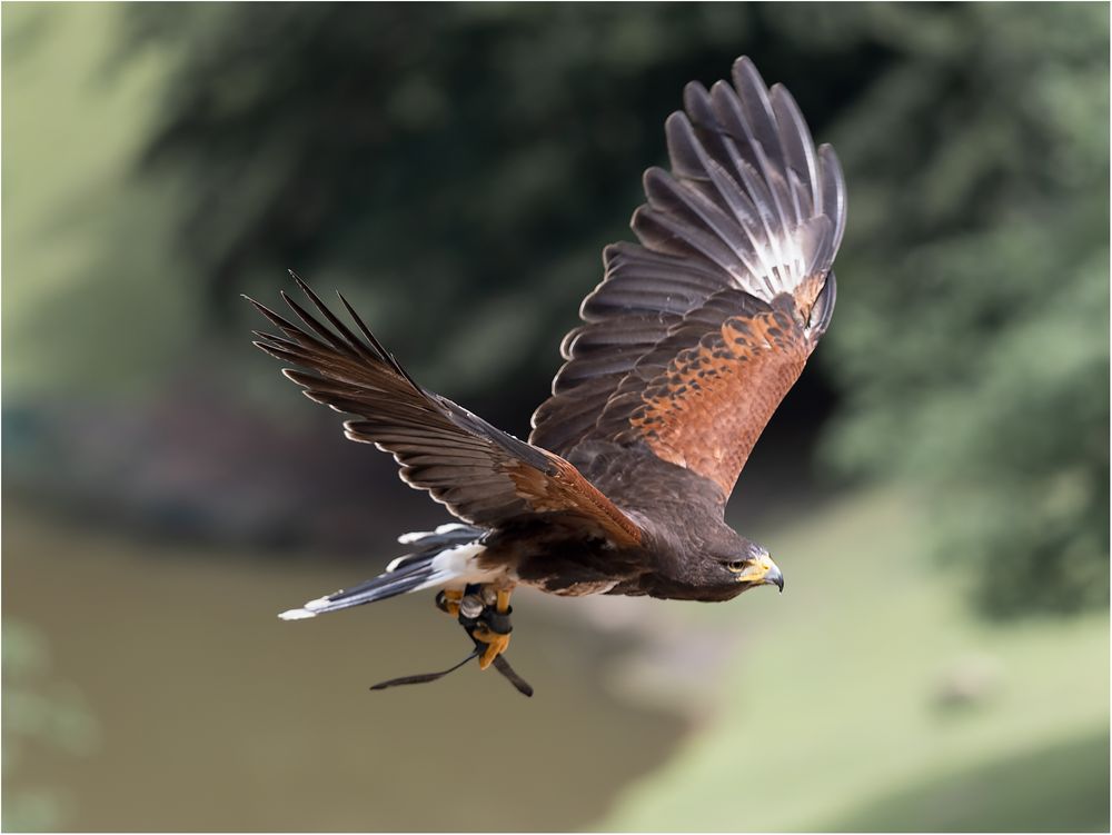 Wüstenbussard