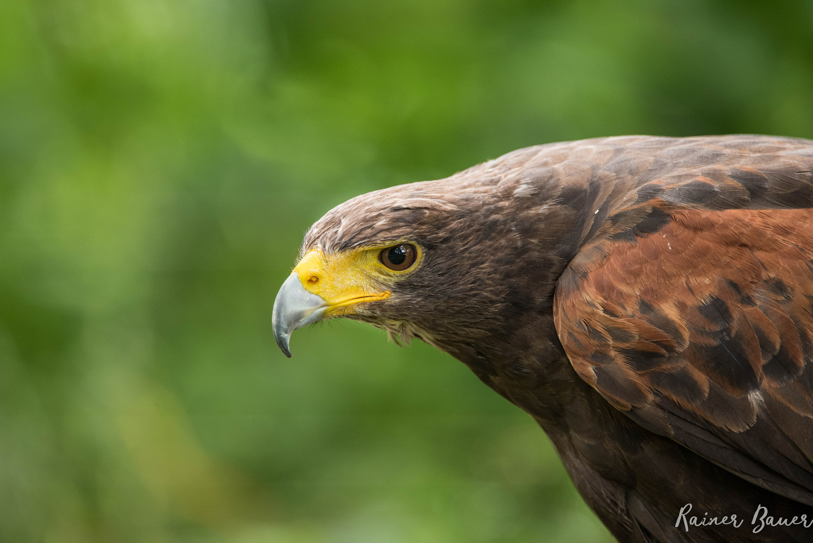 Wüstenbussard