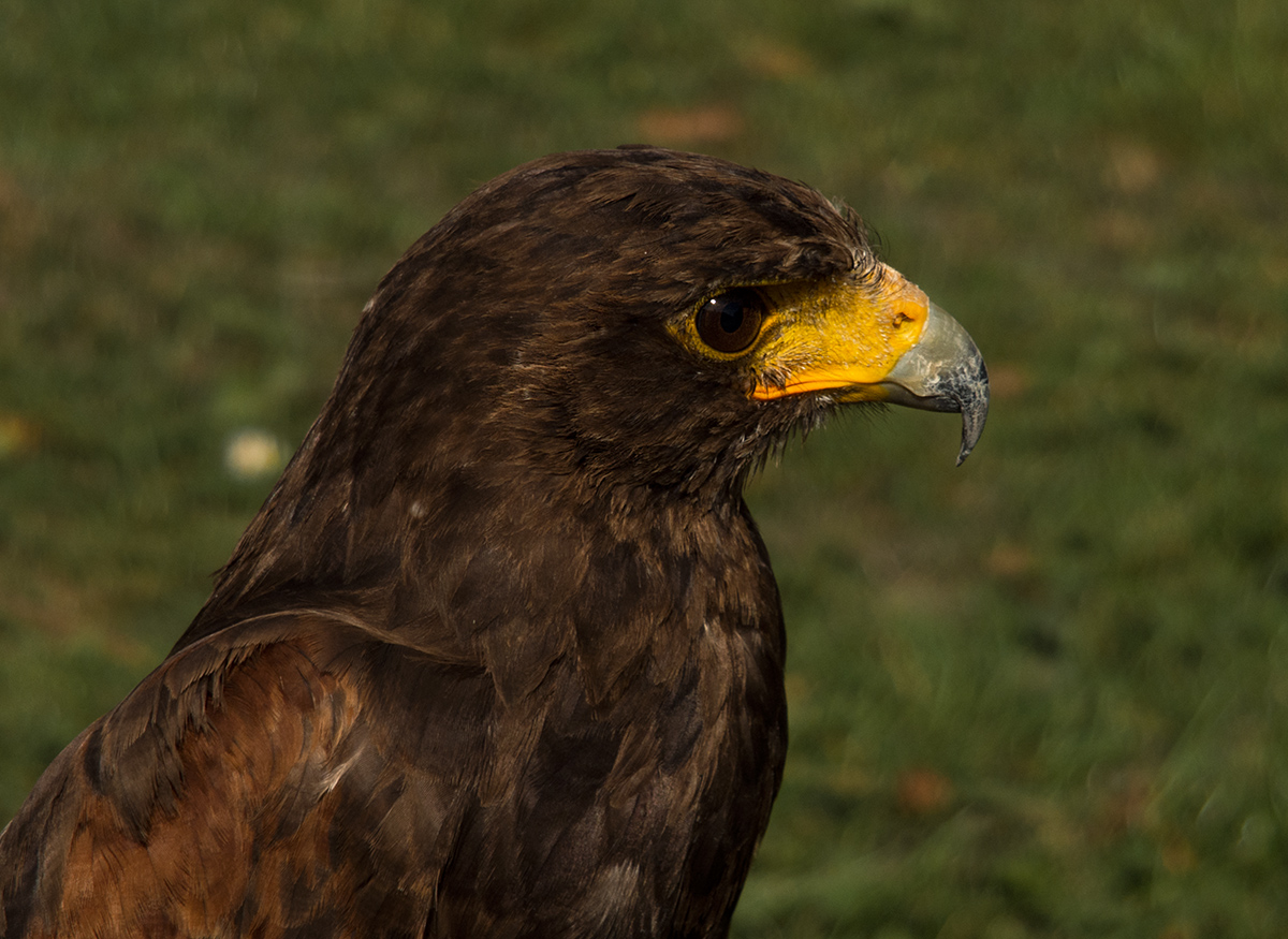 Wüstenbussard