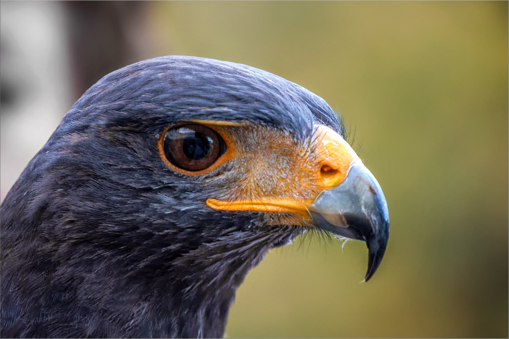 Wüstenbussard