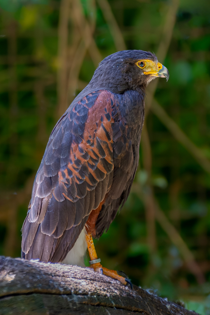 Wüstenbussard. 