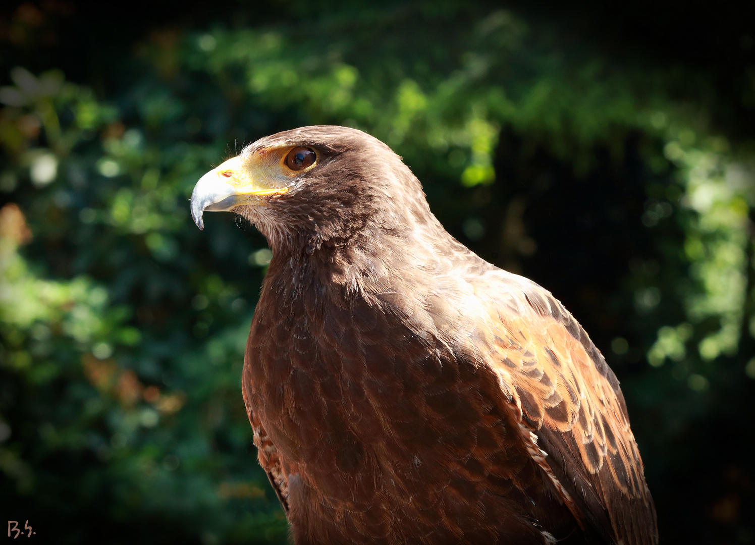 Wüstenbussard