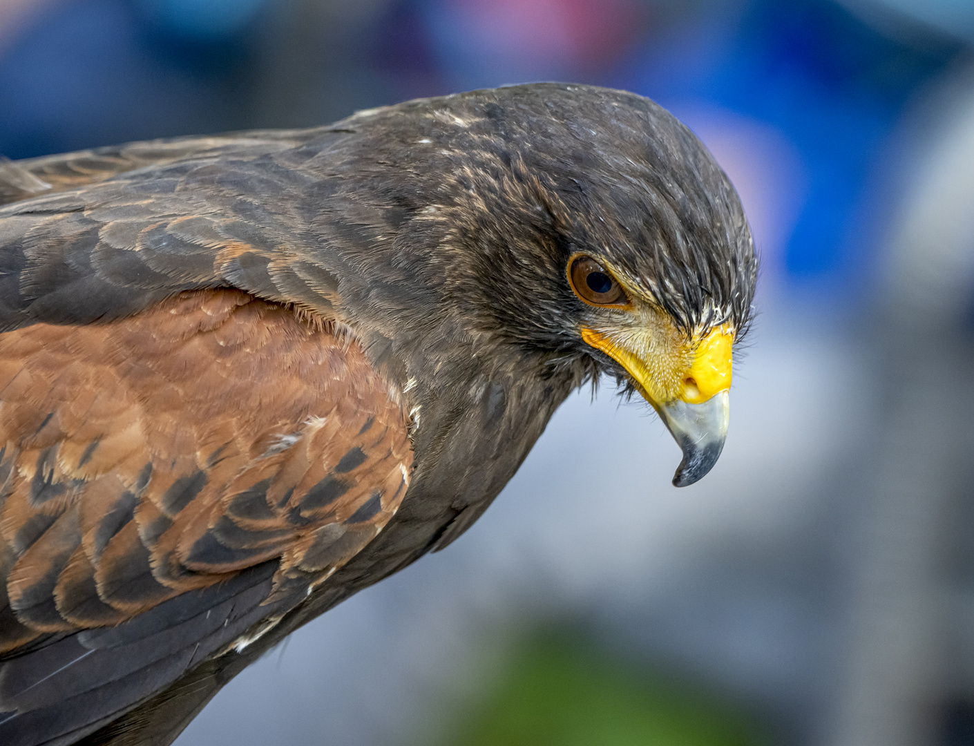 Wüstenbussard