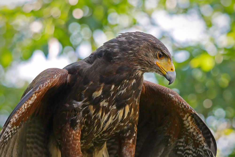 Wüstenbussard