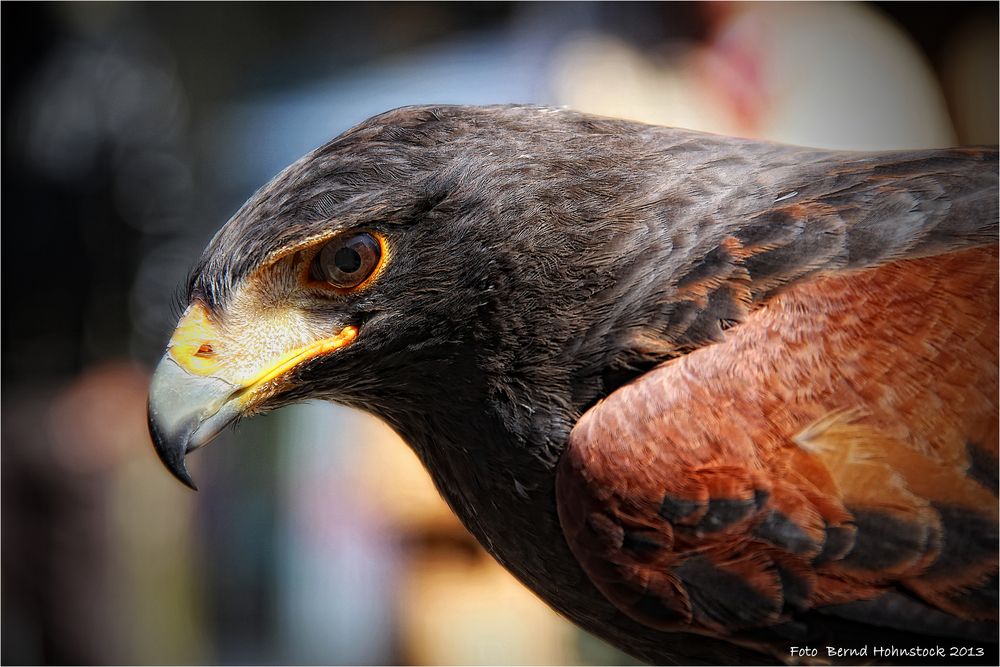 Wüstenbussard ............