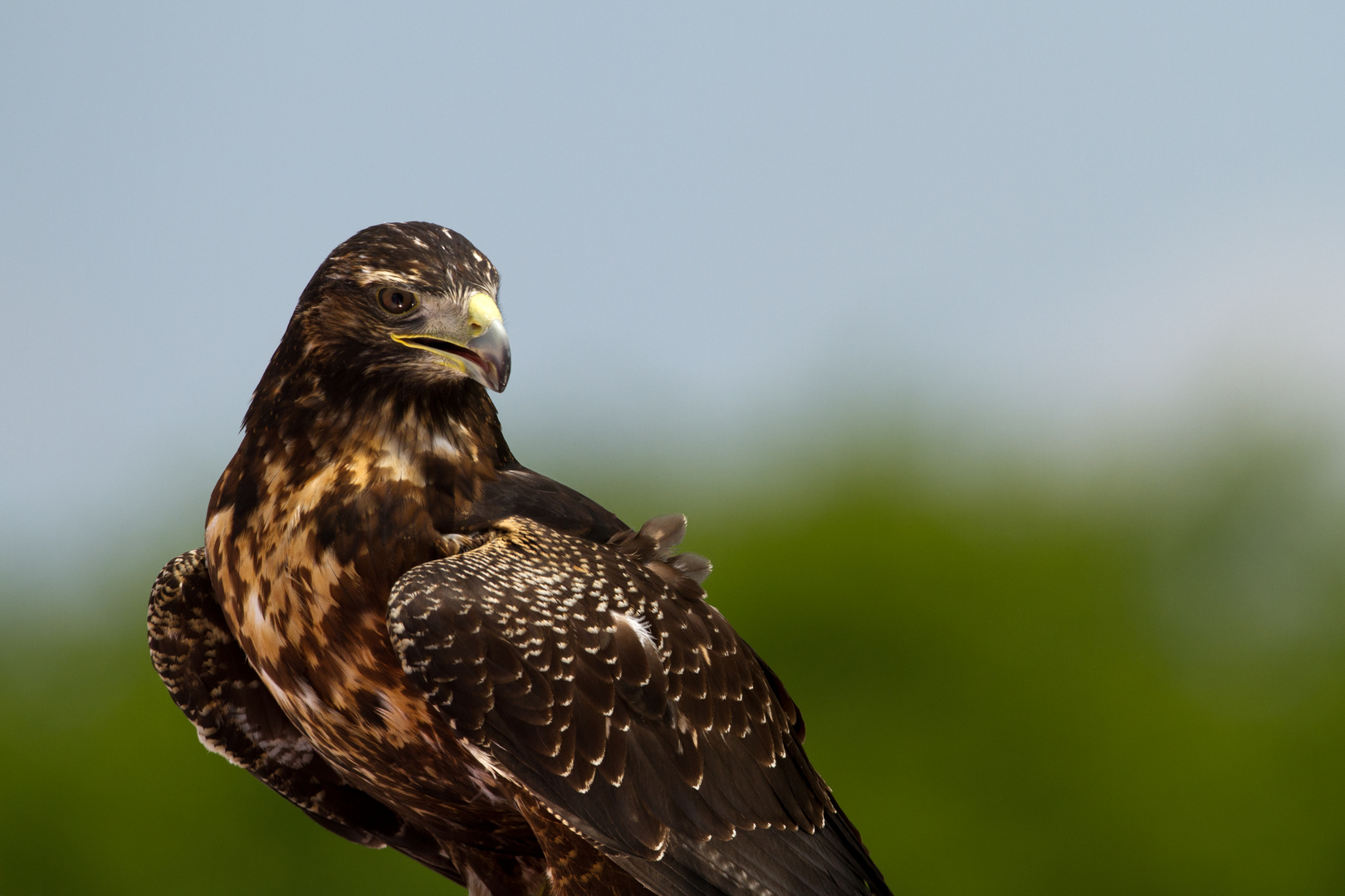 Wüstenbussard