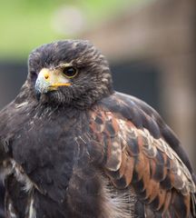 Wüstenbussard