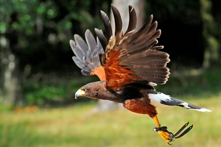 Wüstenbussard