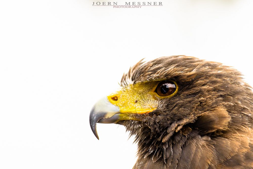 Wüstenbussard