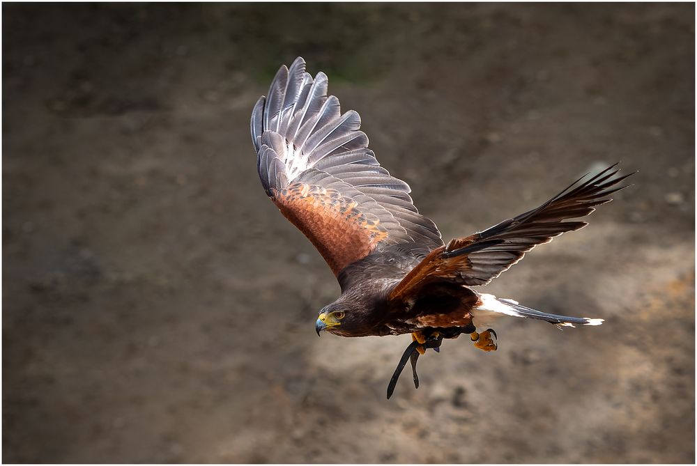 Wüstenbussard . ....