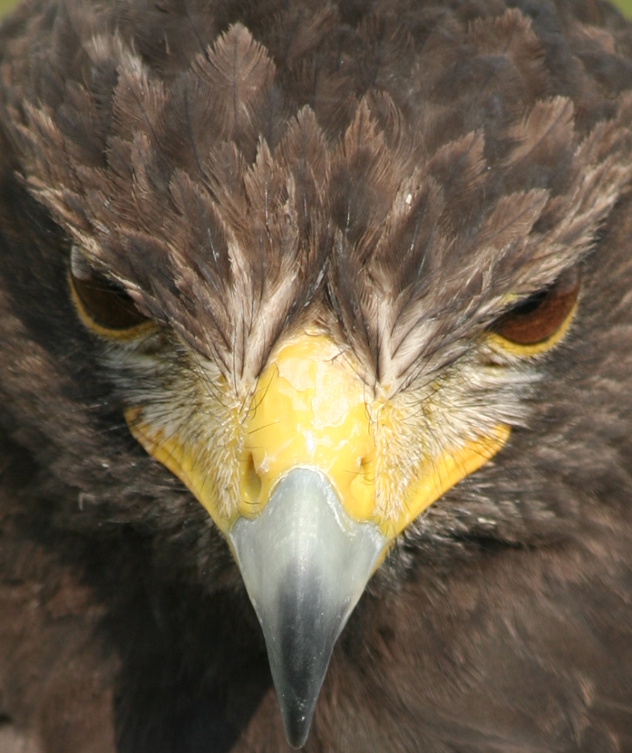 Wüstenbussard