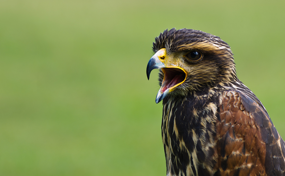 Wüstenbussard