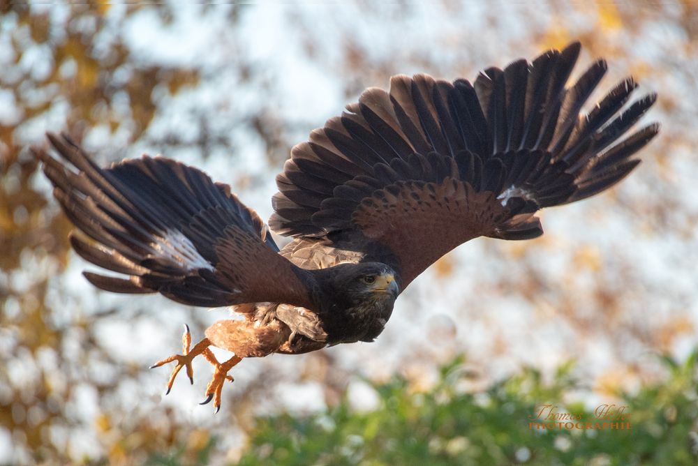 Wüstenbussard