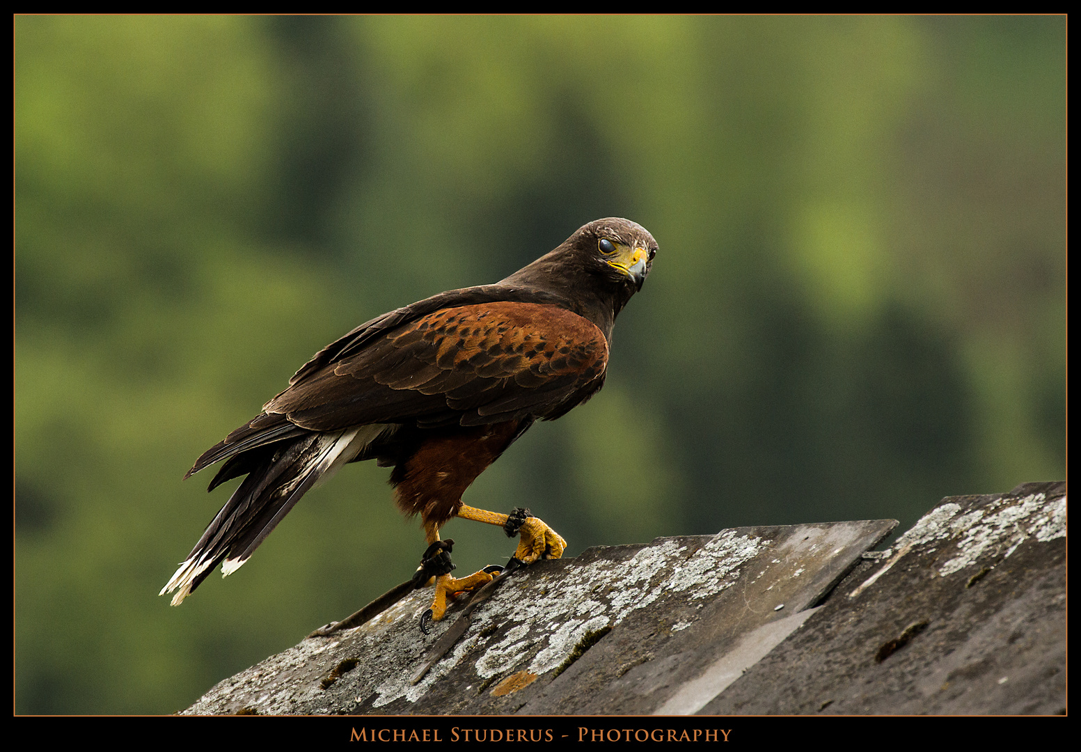 Wüstenbussard