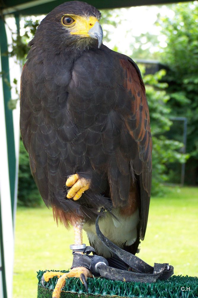 Wüstenbussard