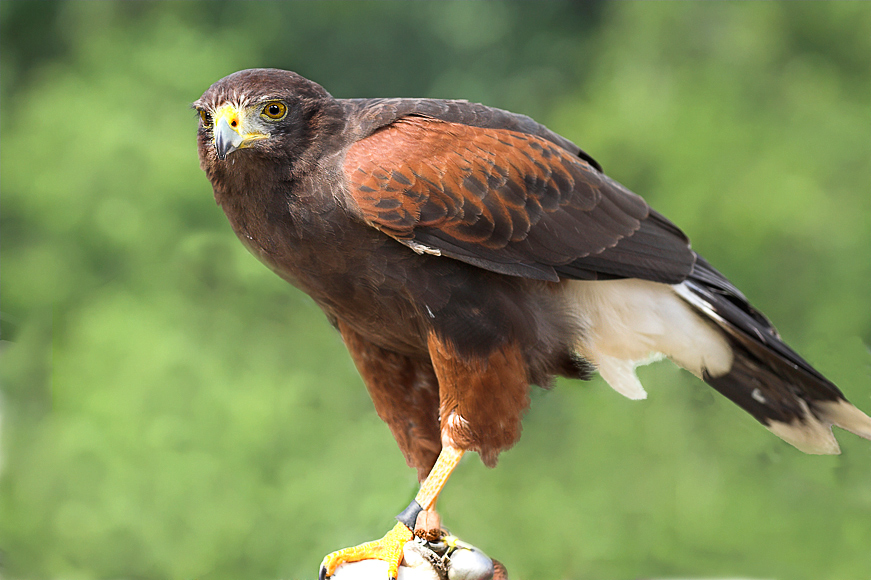 Wüstenbussard