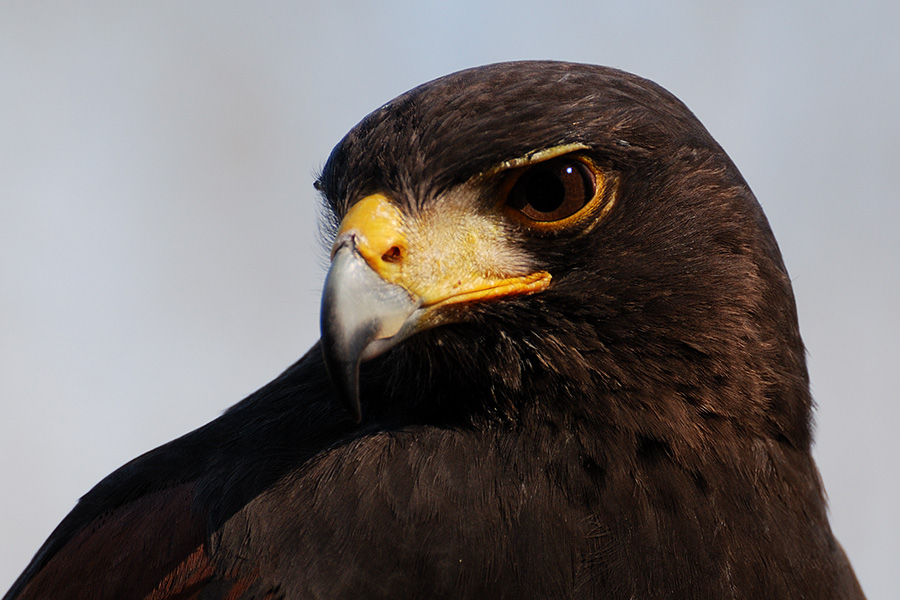 Wüstenbussard