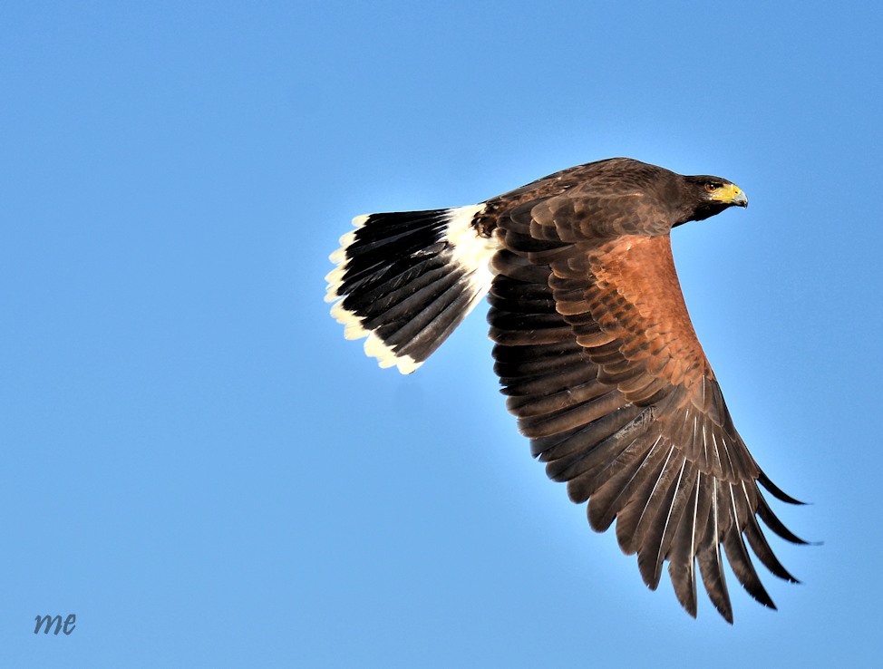 Wüstenbussard