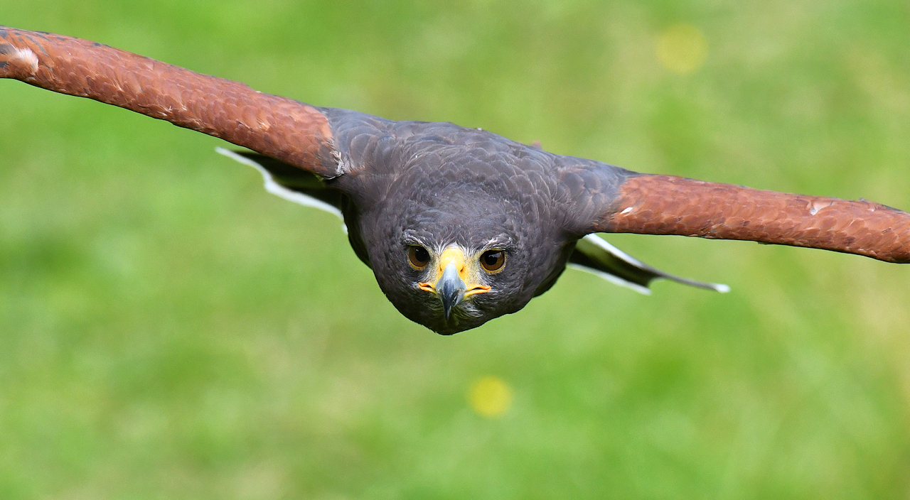 Wüstenbussard