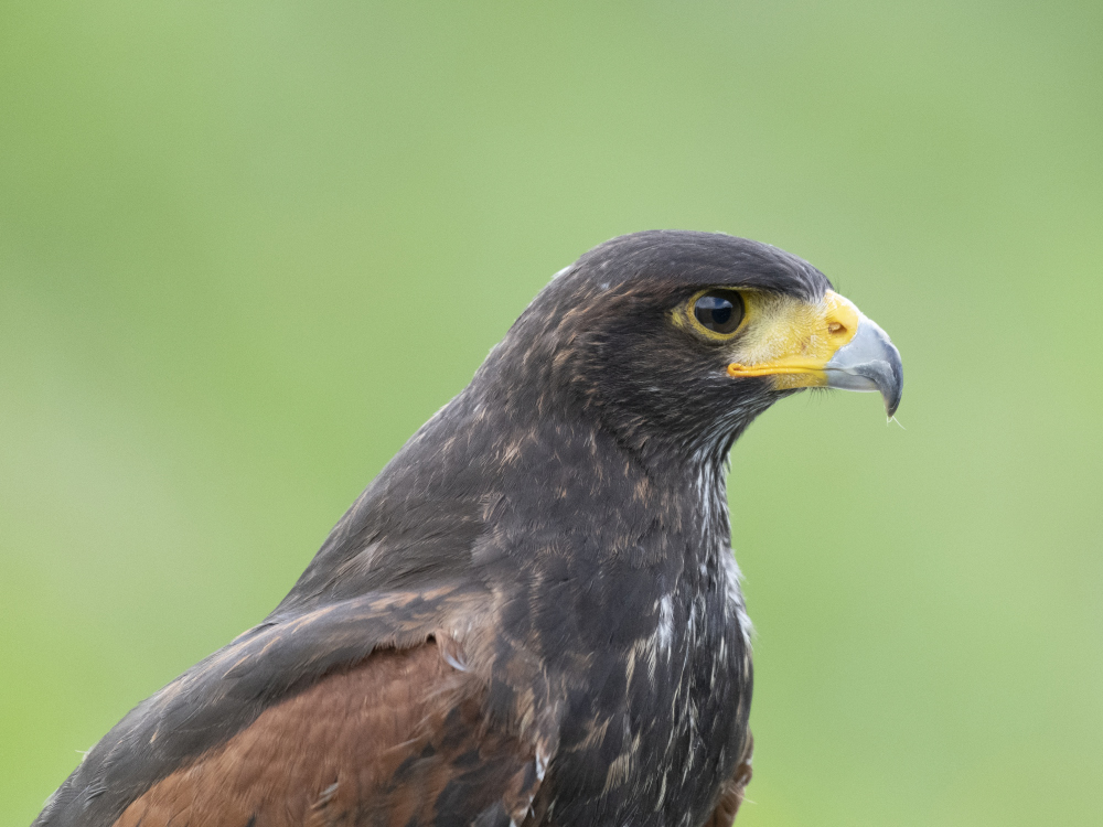 Wüstenbussard