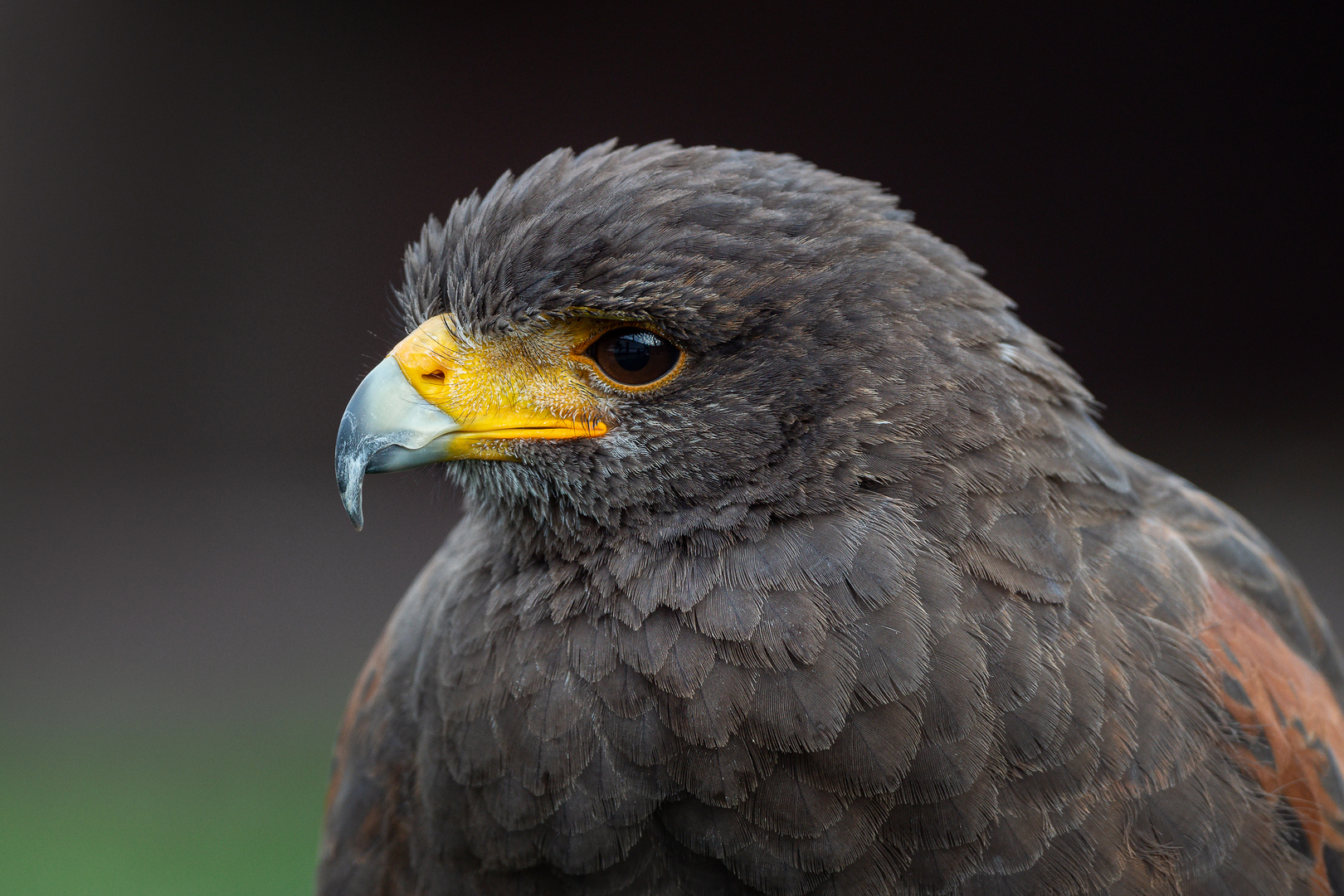 Wüstenbussard