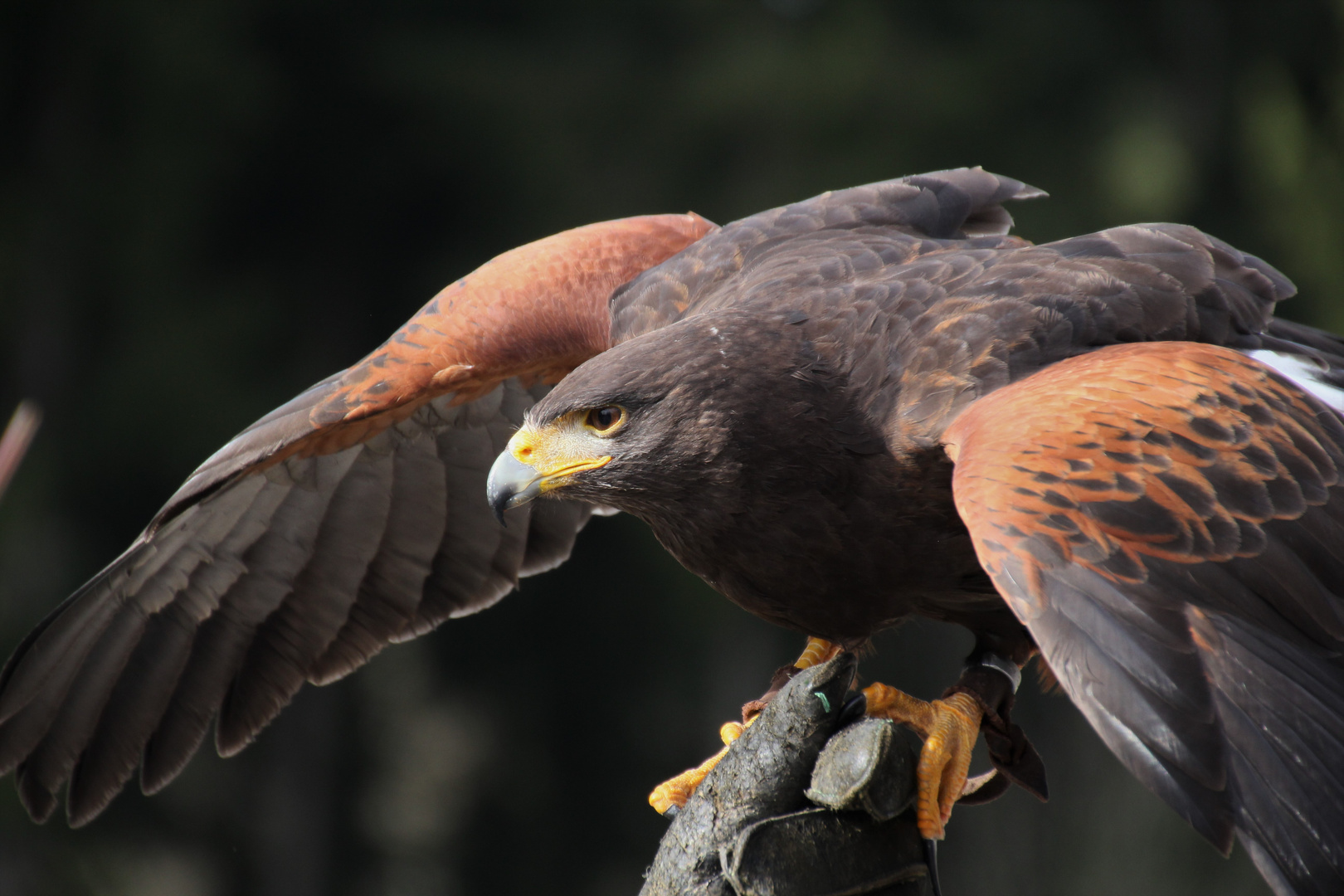 Wüstenbussard