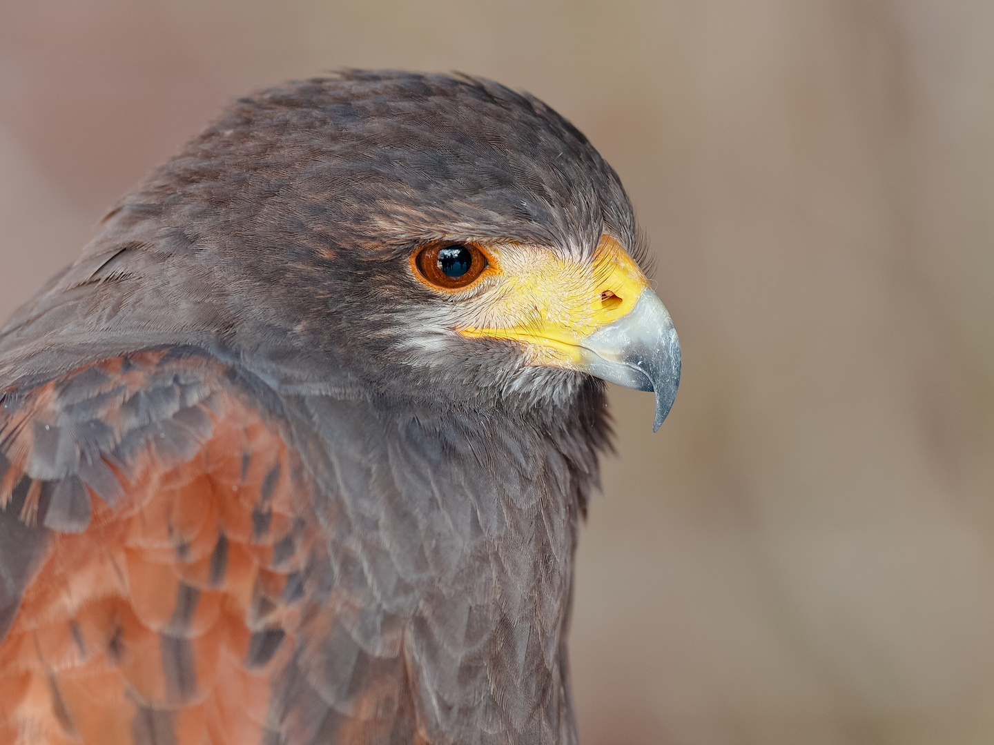 Wüstenbussard