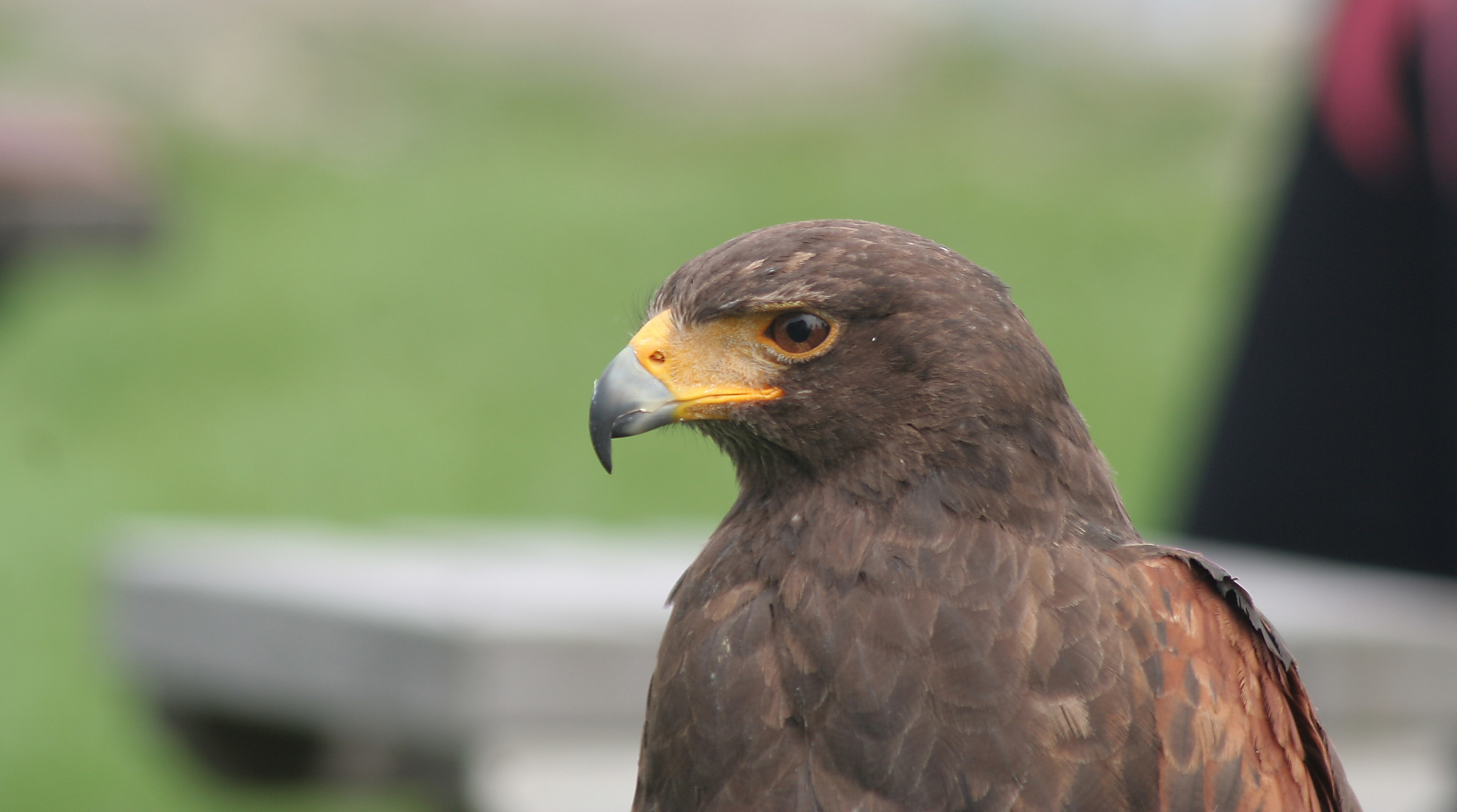 Wüstenbussard