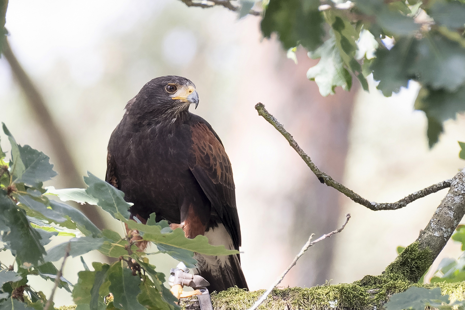 Wüstenbussard