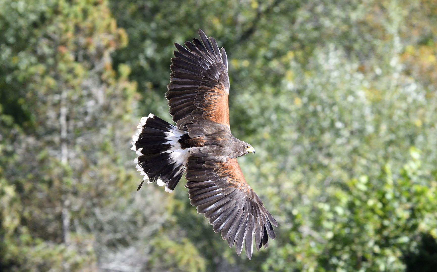 Wüstenbussard