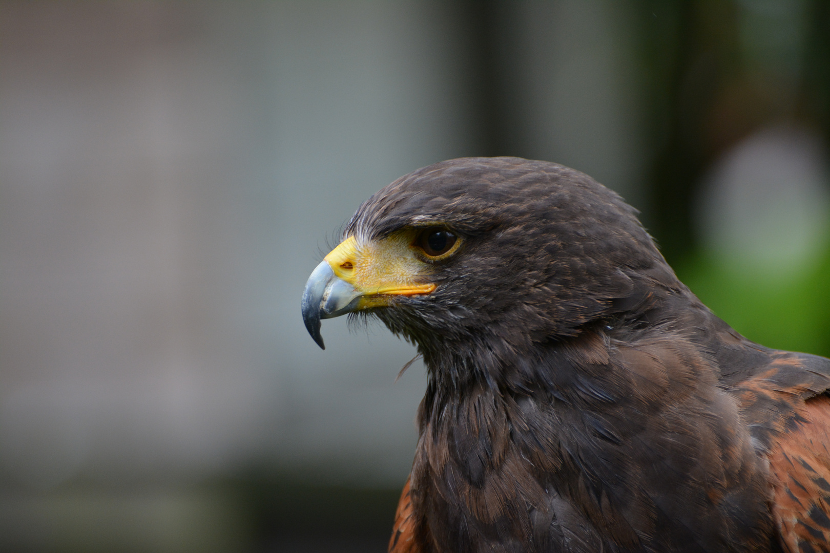 Wüstenbussard