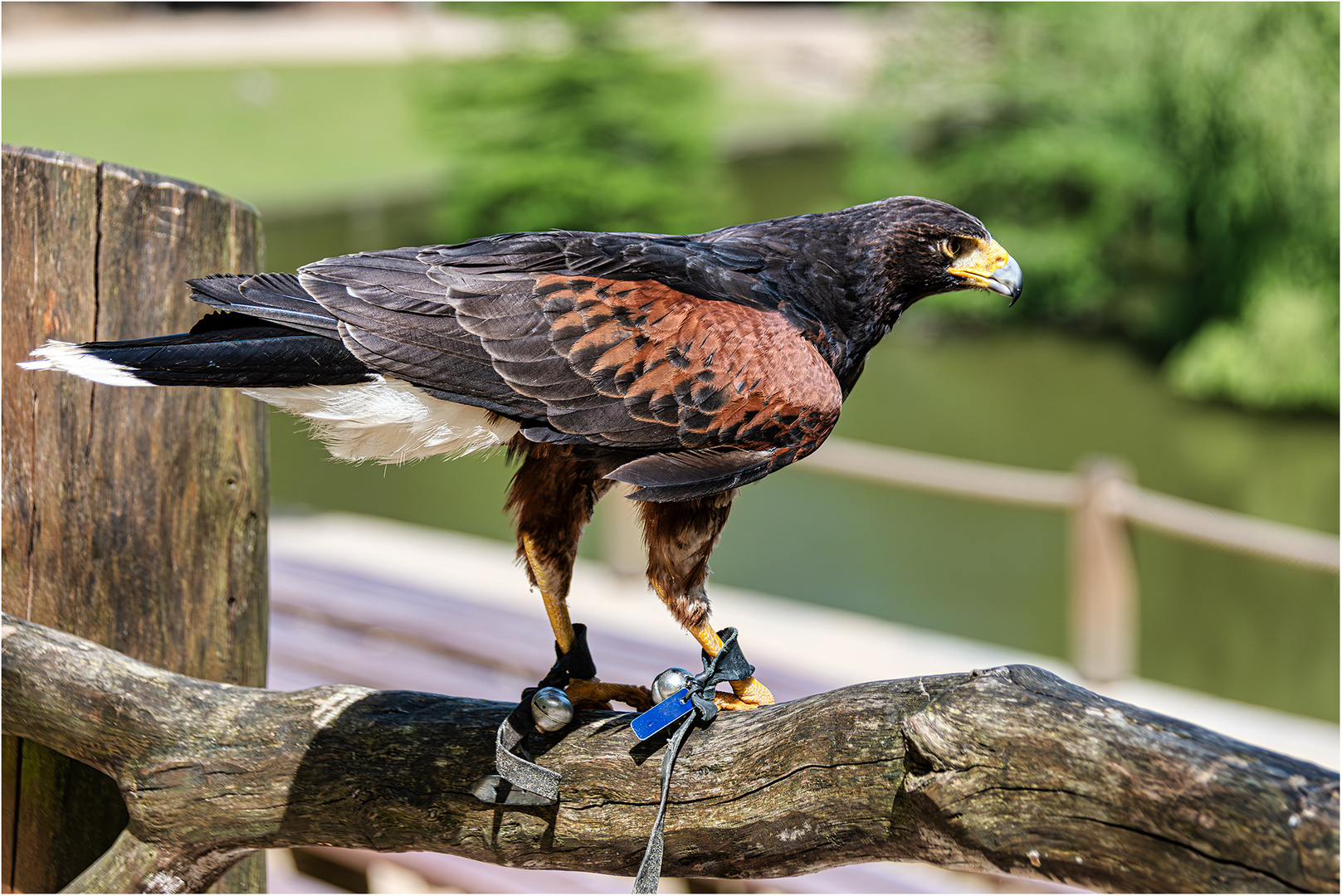 Wüstenbussard