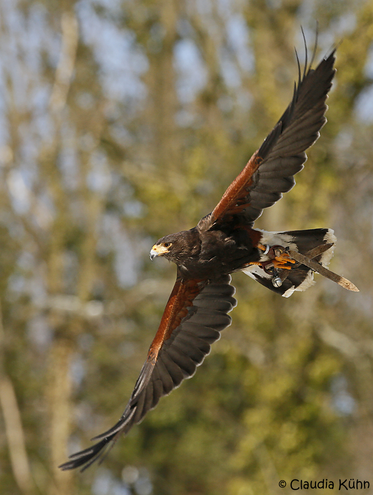 Wüstenbussard