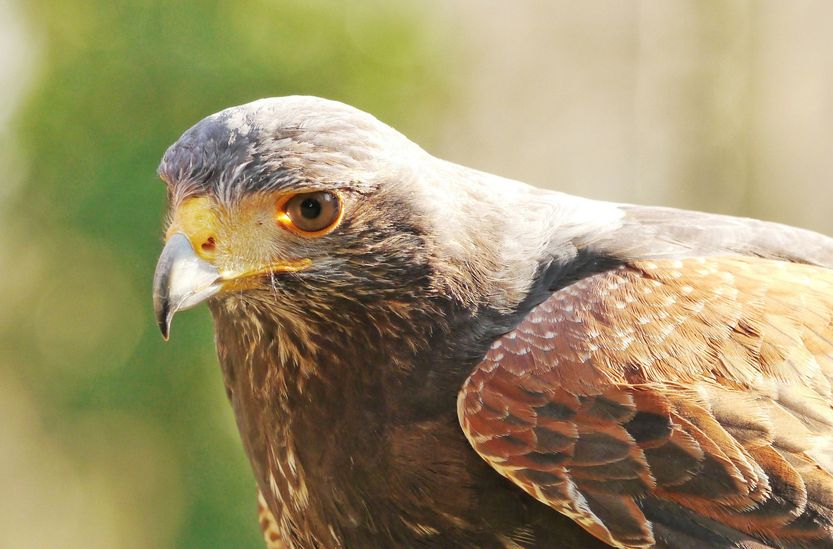 Wüstenbussard