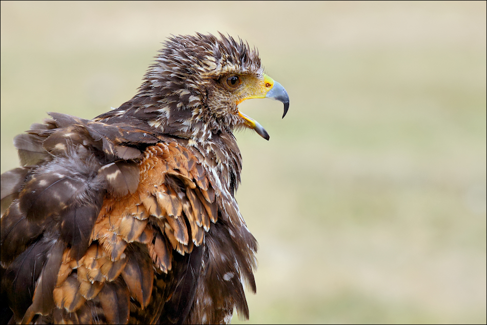 Wüstenbussard