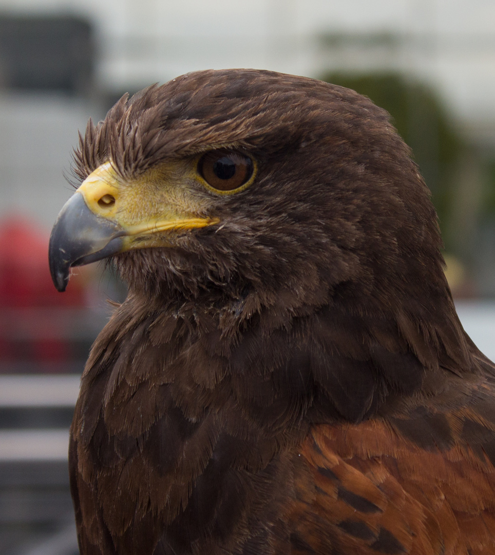 Wüstenbussard