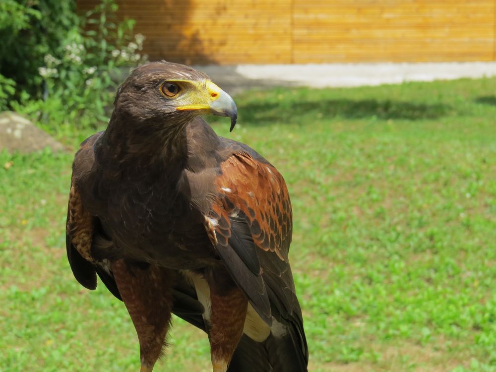 Wüstenbussard