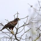 Wüstenbussard