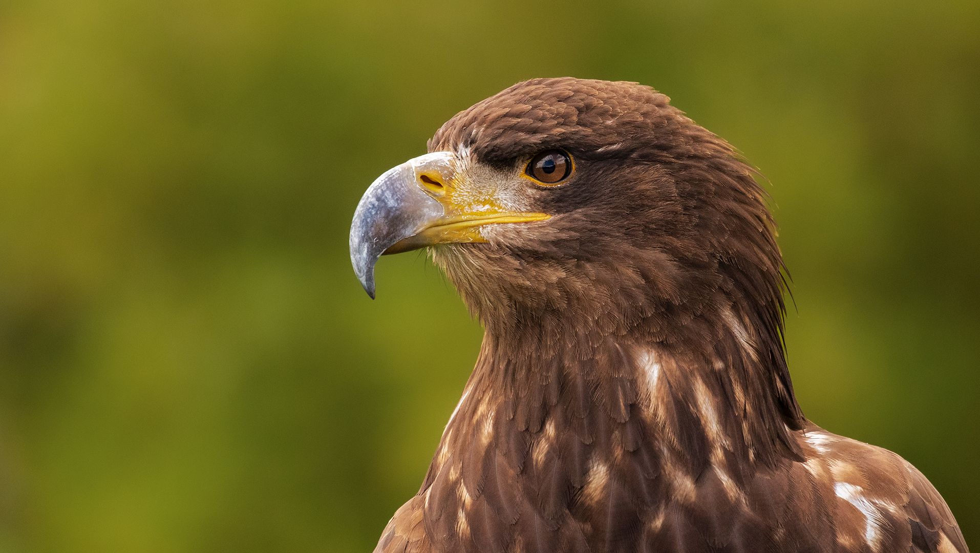 Wüstenbussard