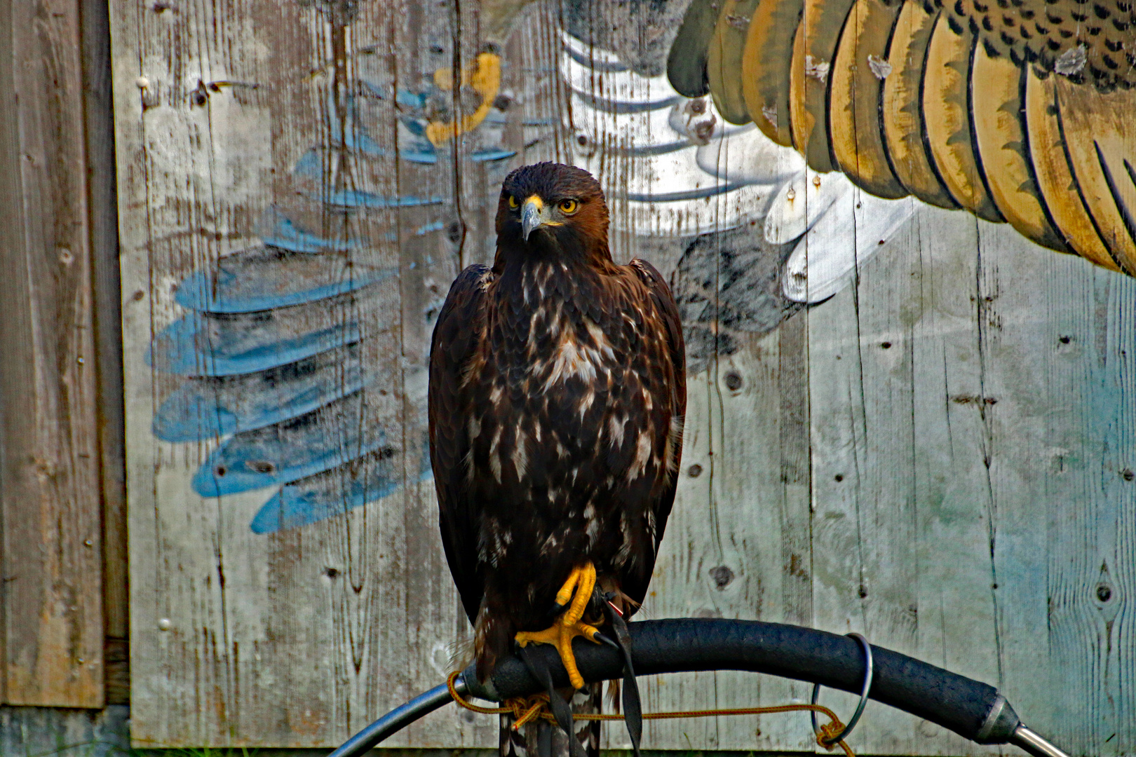 Wüstenbussard