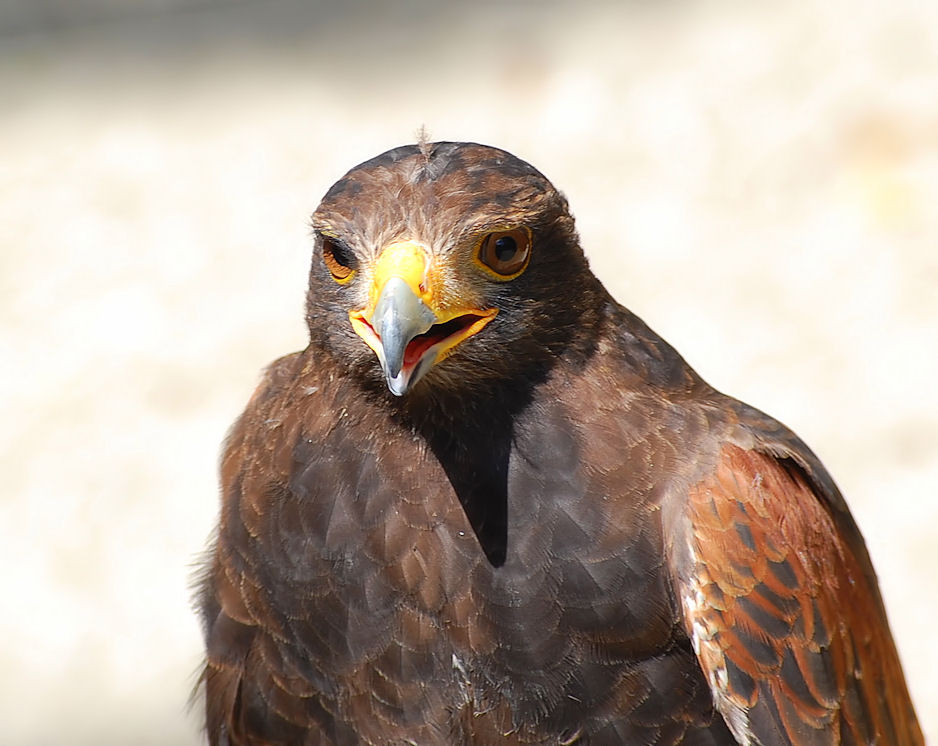 Wüstenbussard