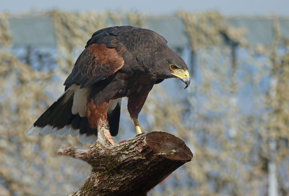 Wüstenbussard