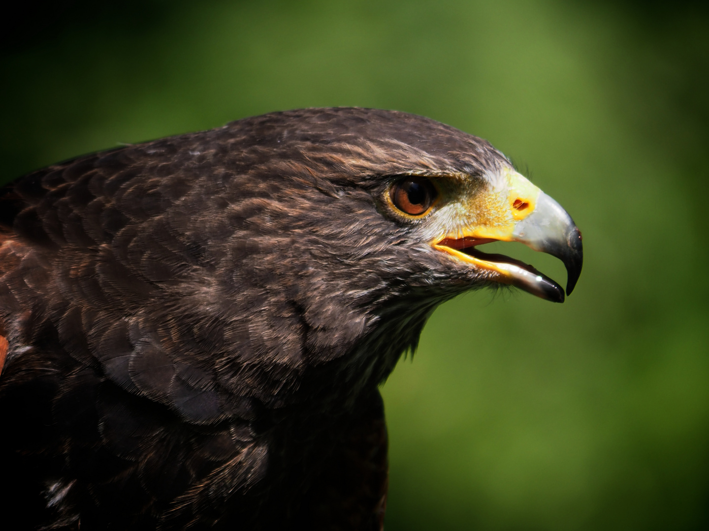 Wüstenbussard