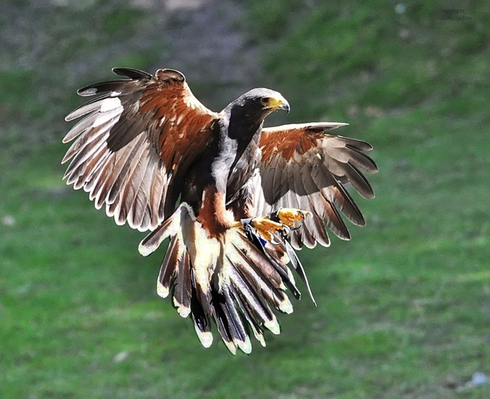 ~Wüstenbussard~