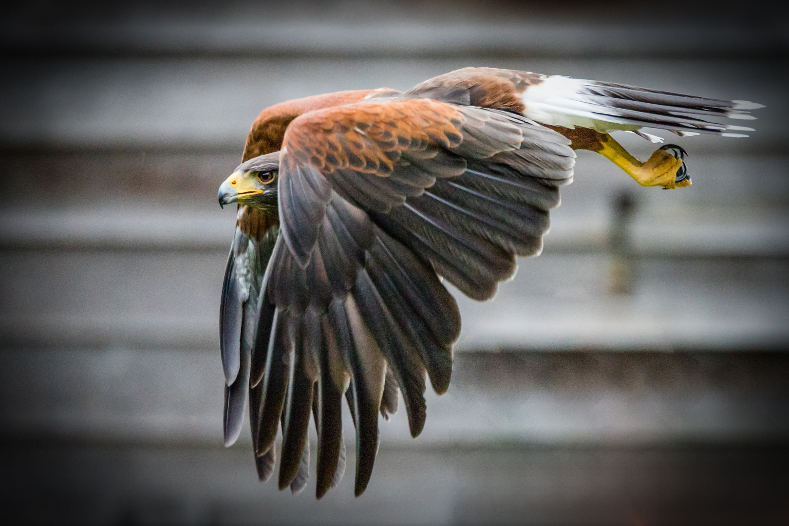 Wüstenbussard auf Jagd