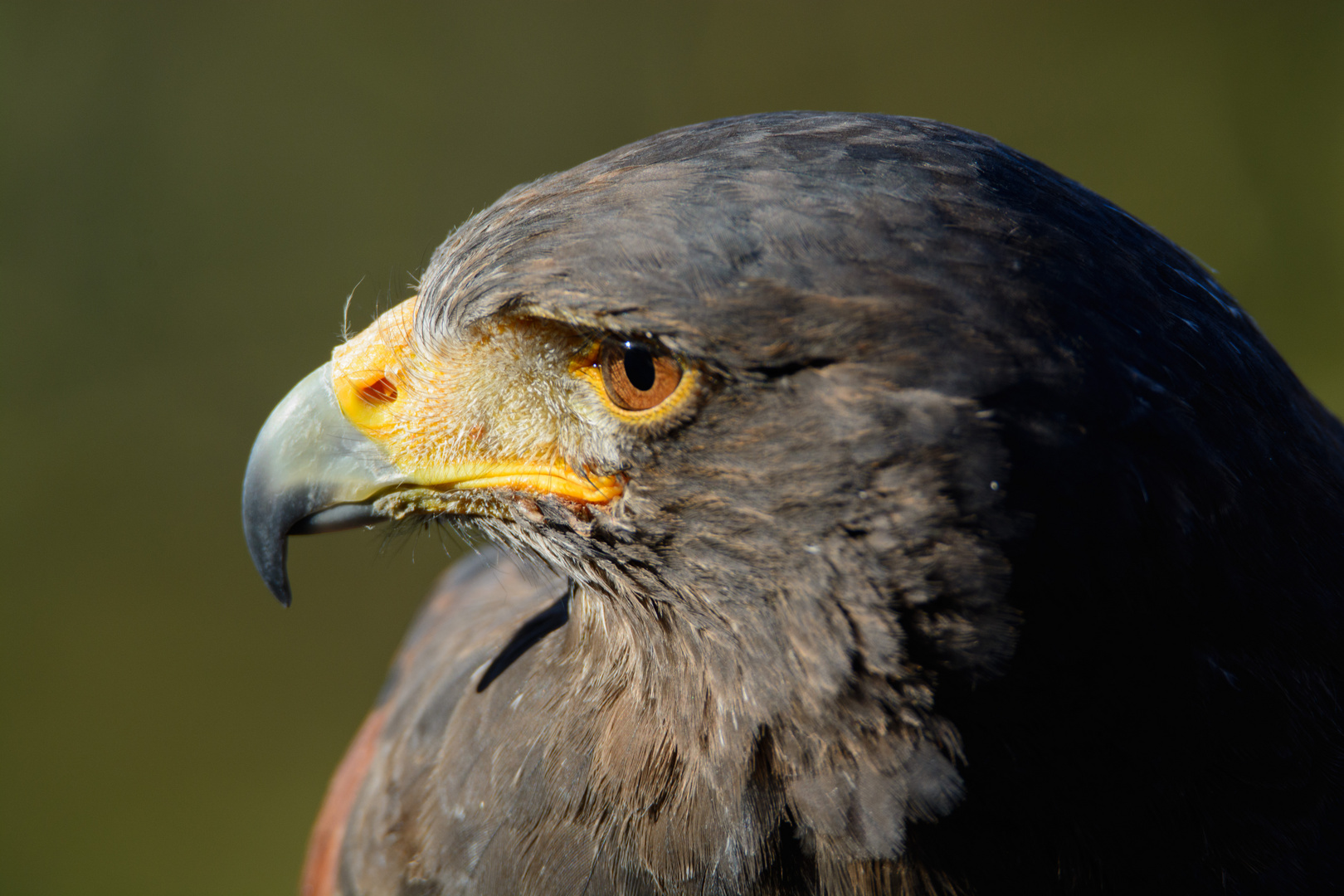 Wüstenbussard