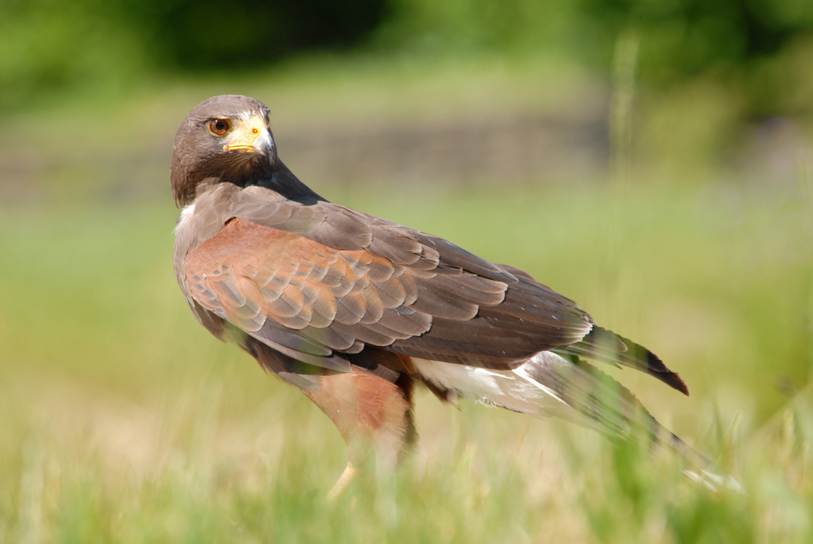 Wüstenbussard